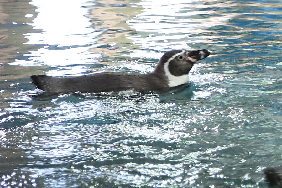 Zoo Negara - Humbolt Penguin