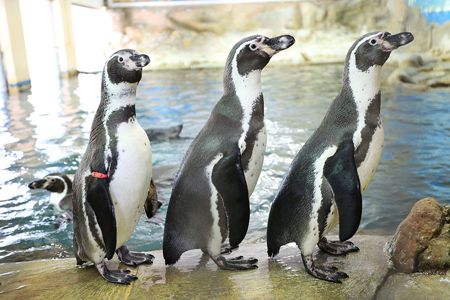 Zoo Negara - Humbolt Penguin