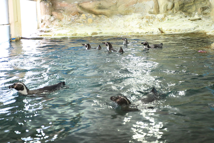 Zoo Negara - Humbolt Penguin